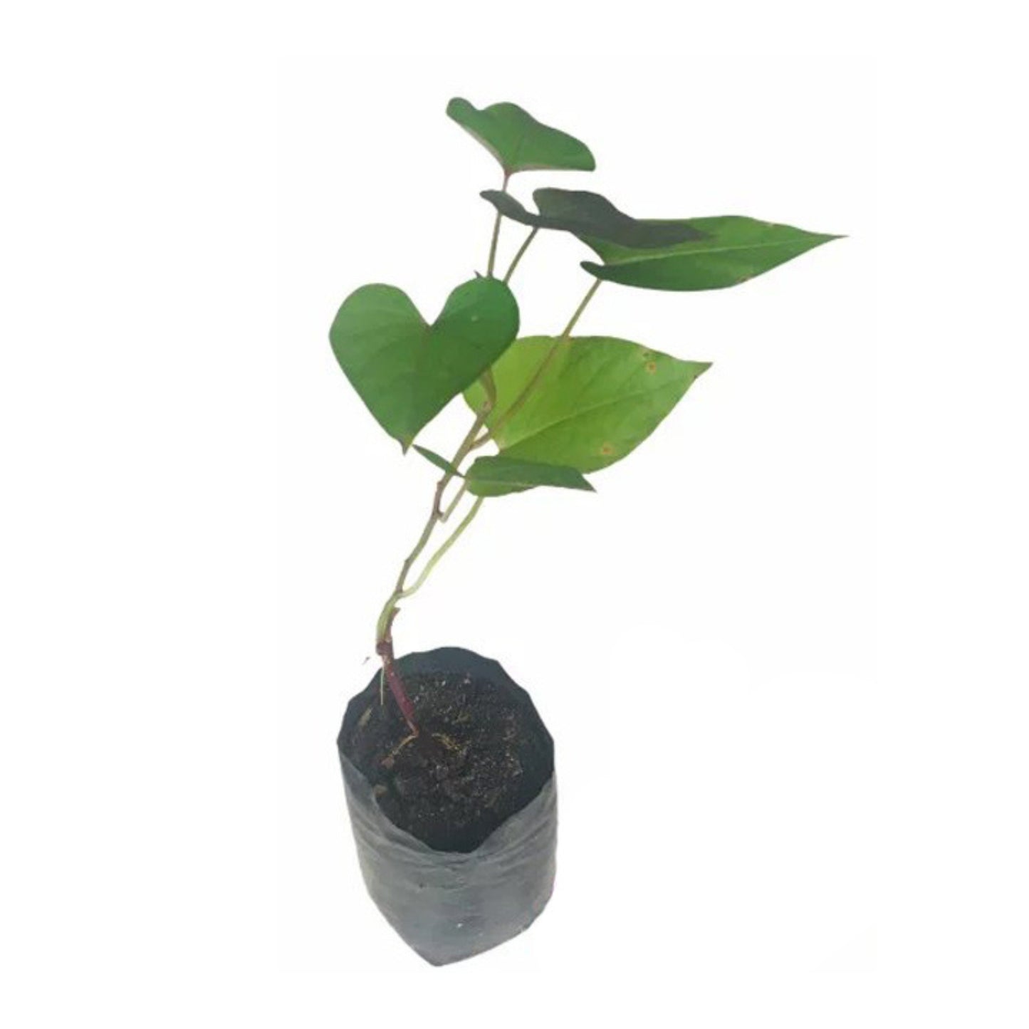 Lakpura紫甘薯植株