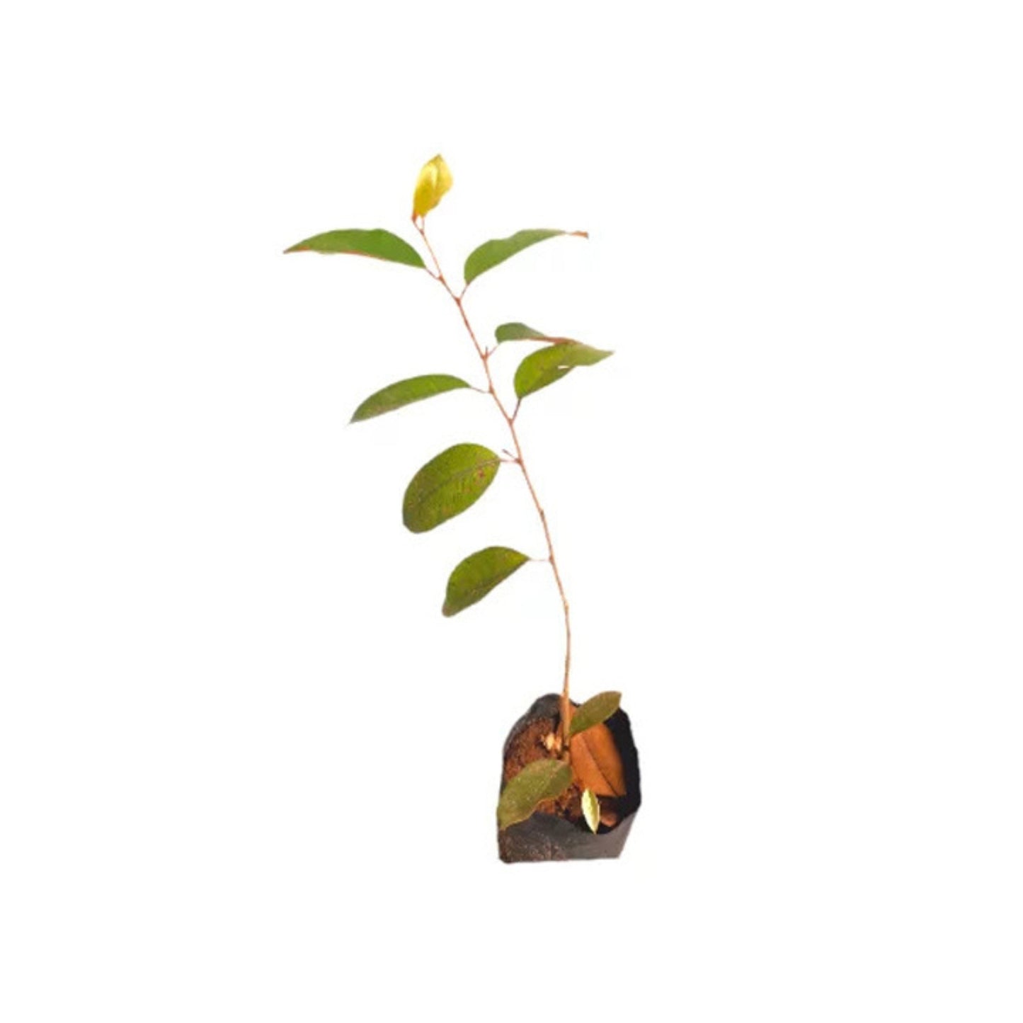 Lakpura® Kiri Palu Layered Plant