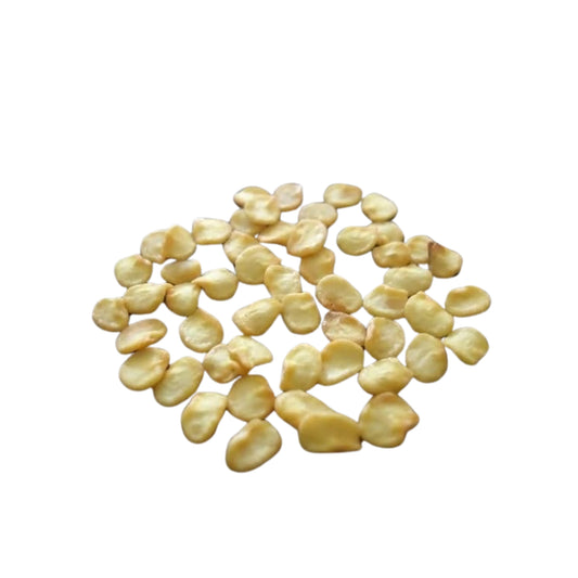 Lakpura 苏格兰帽子种子