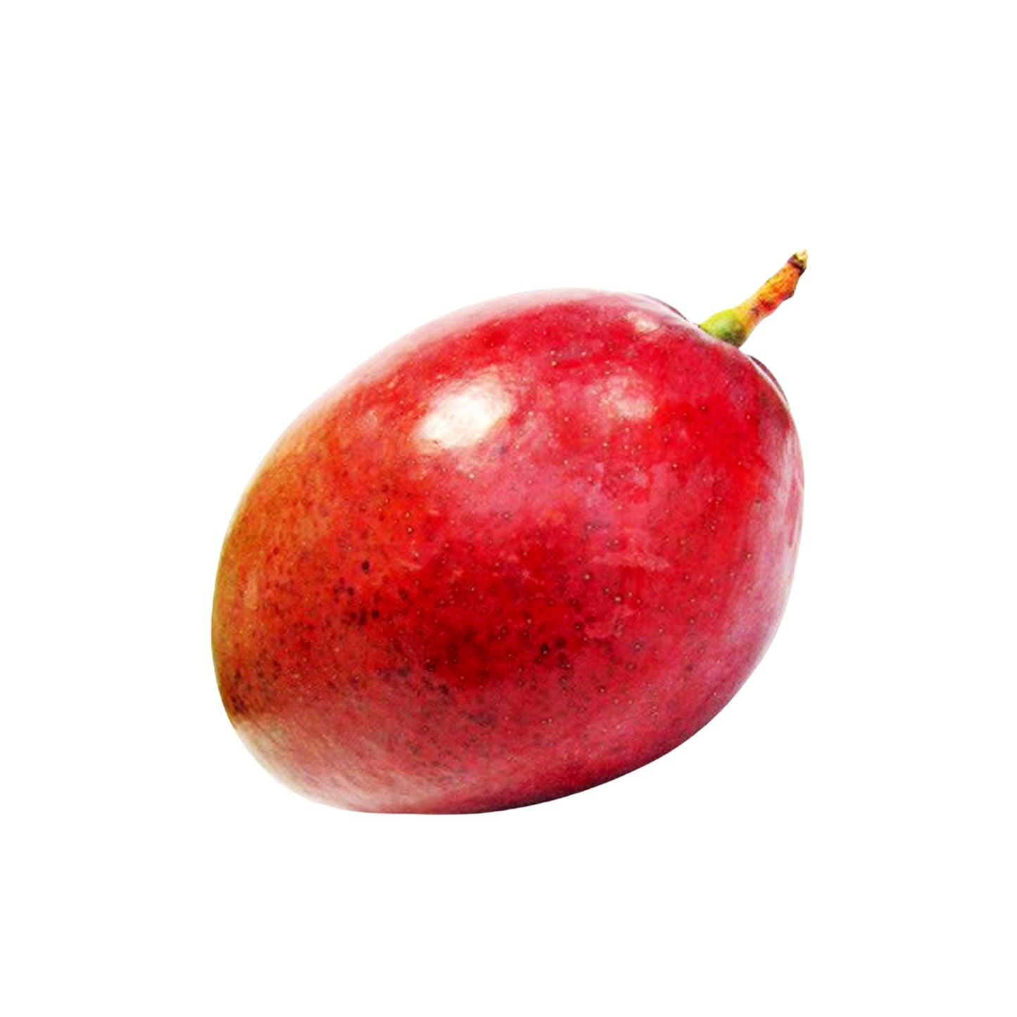 Lakpura® Red Giant Mango Grafted Plant