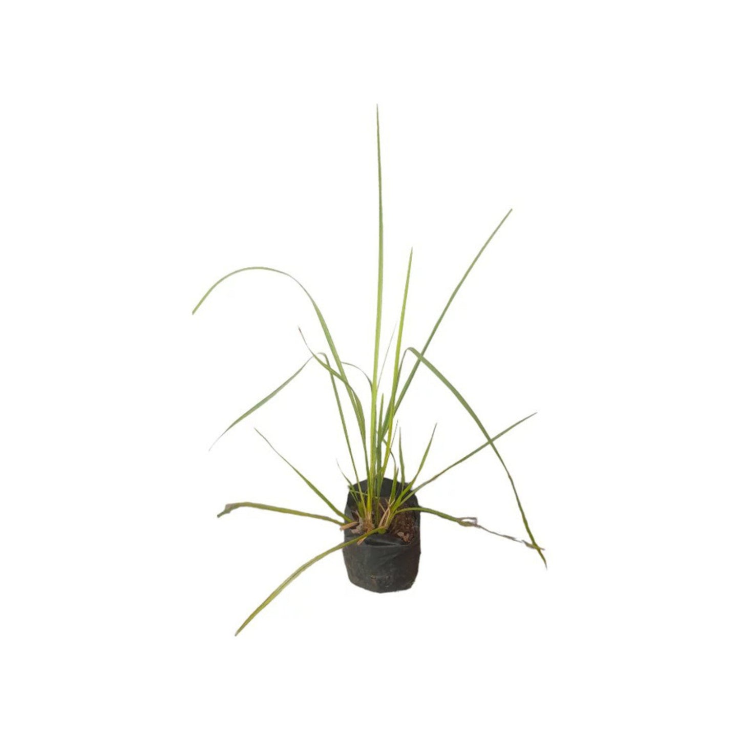 Lakpura® Vetiver Grass (Savandara) Plant