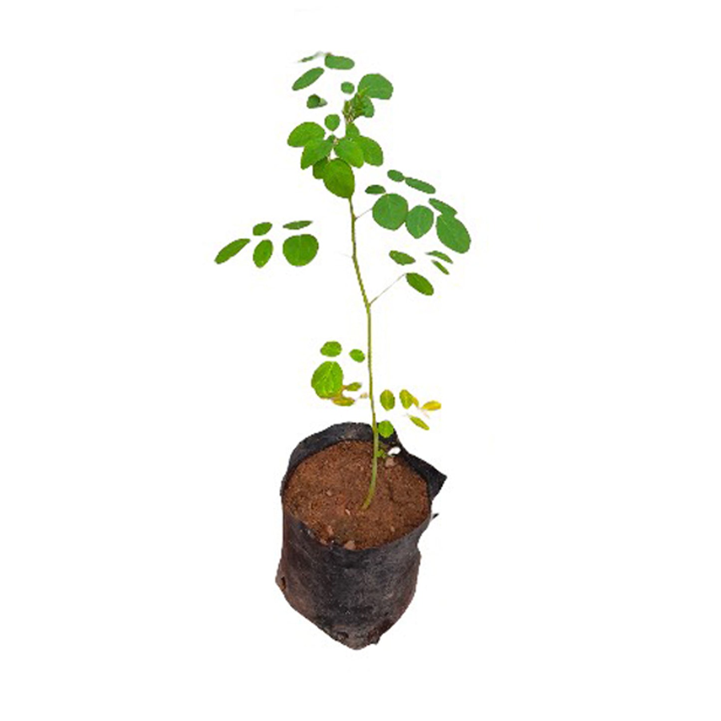 Lakpura® Moringa Plant