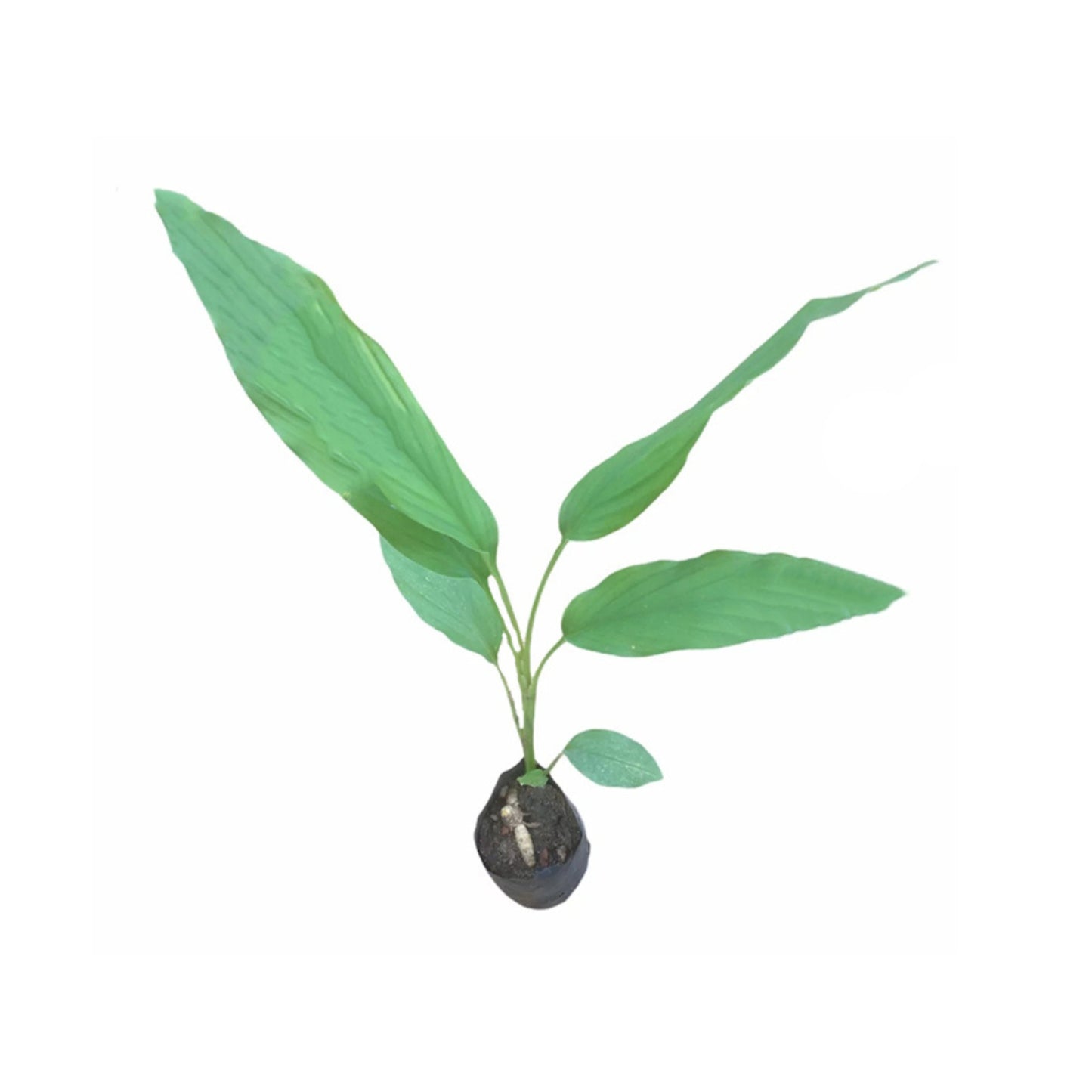 Lakpura® Turmeric Plant