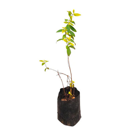 Lakpura Heen Bovitiya Plant