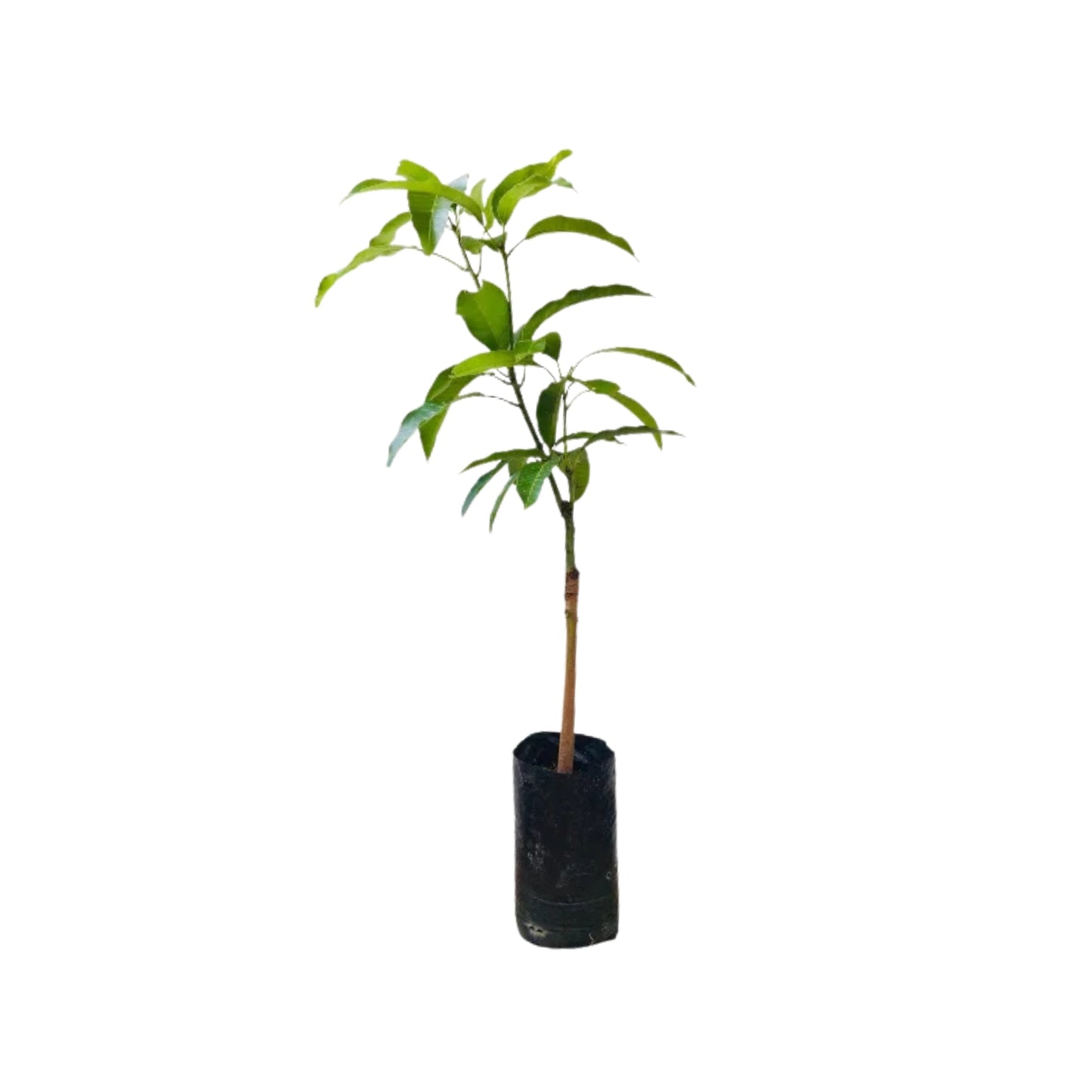 Lakpura® Alponsu 芒果嫁接植物