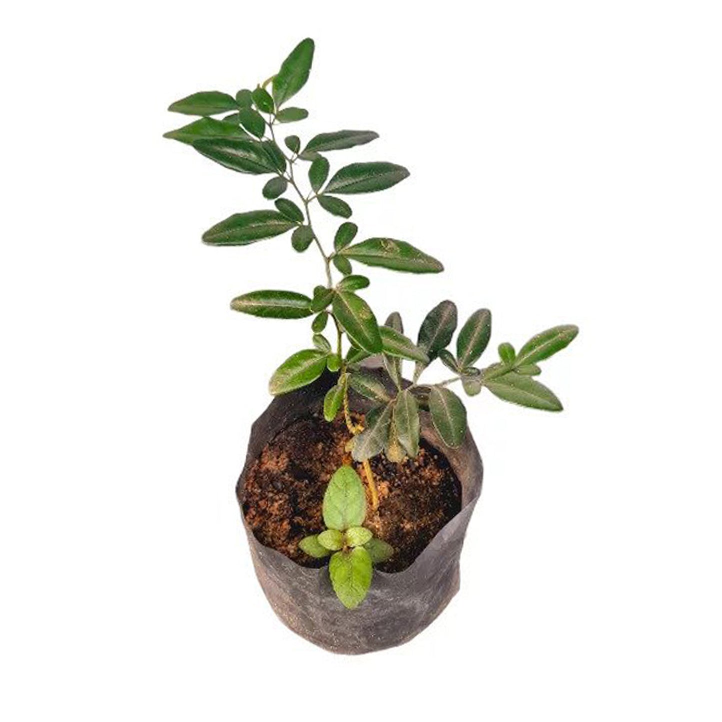 Kasthuri Lime (Kasthuri Lime) 药用植物
