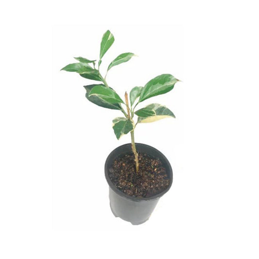 Lakpura® Variegated Yellow Orange Plant