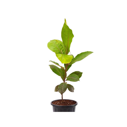 拉克普拉®  科坦巴植物