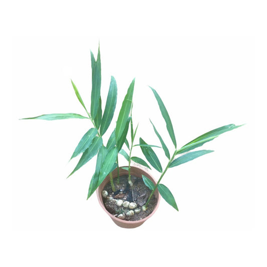 Lakpura® Ginger Plant