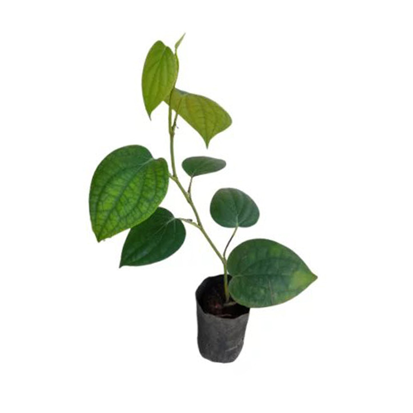 Lakpura® 藤椒（Wel Gammiris）植物