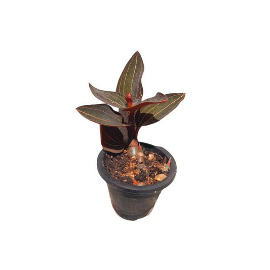 Lakpura® Wanaraja Plant