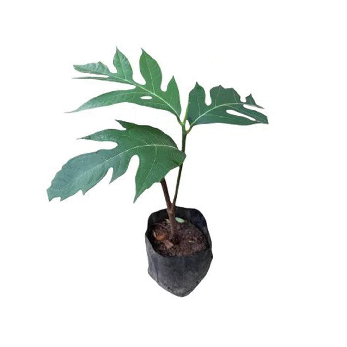 拉克普拉® 面包果植物