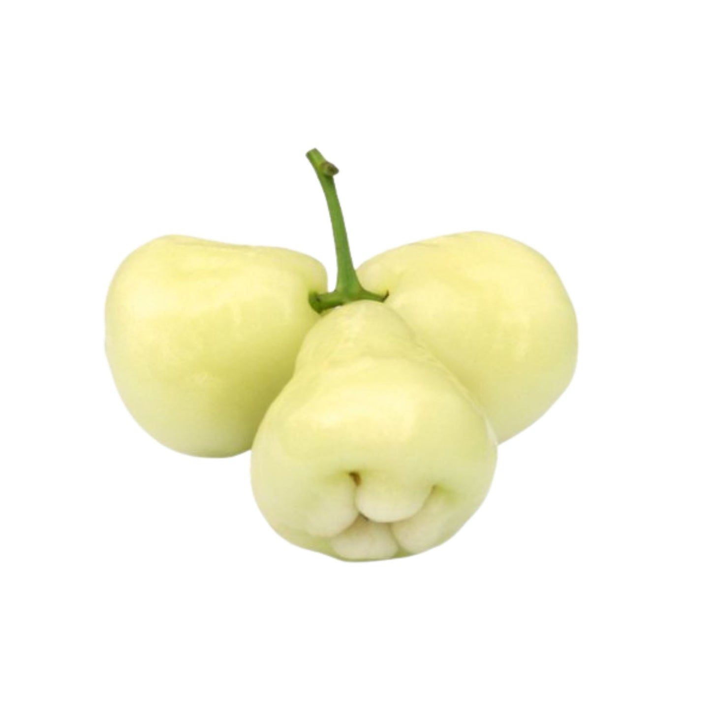 Lakpura® 白玫瑰苹果植物