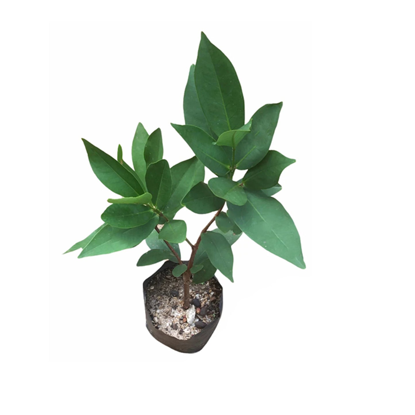 Lakpura® 白玫瑰苹果植物