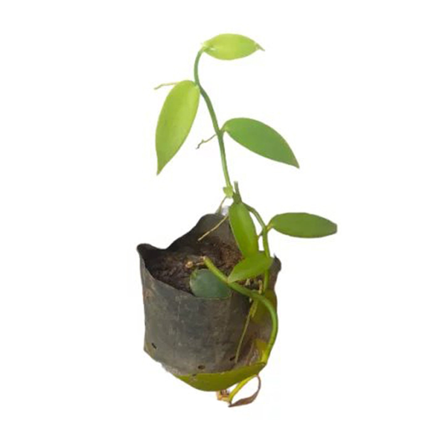 香草（香草）香料植物