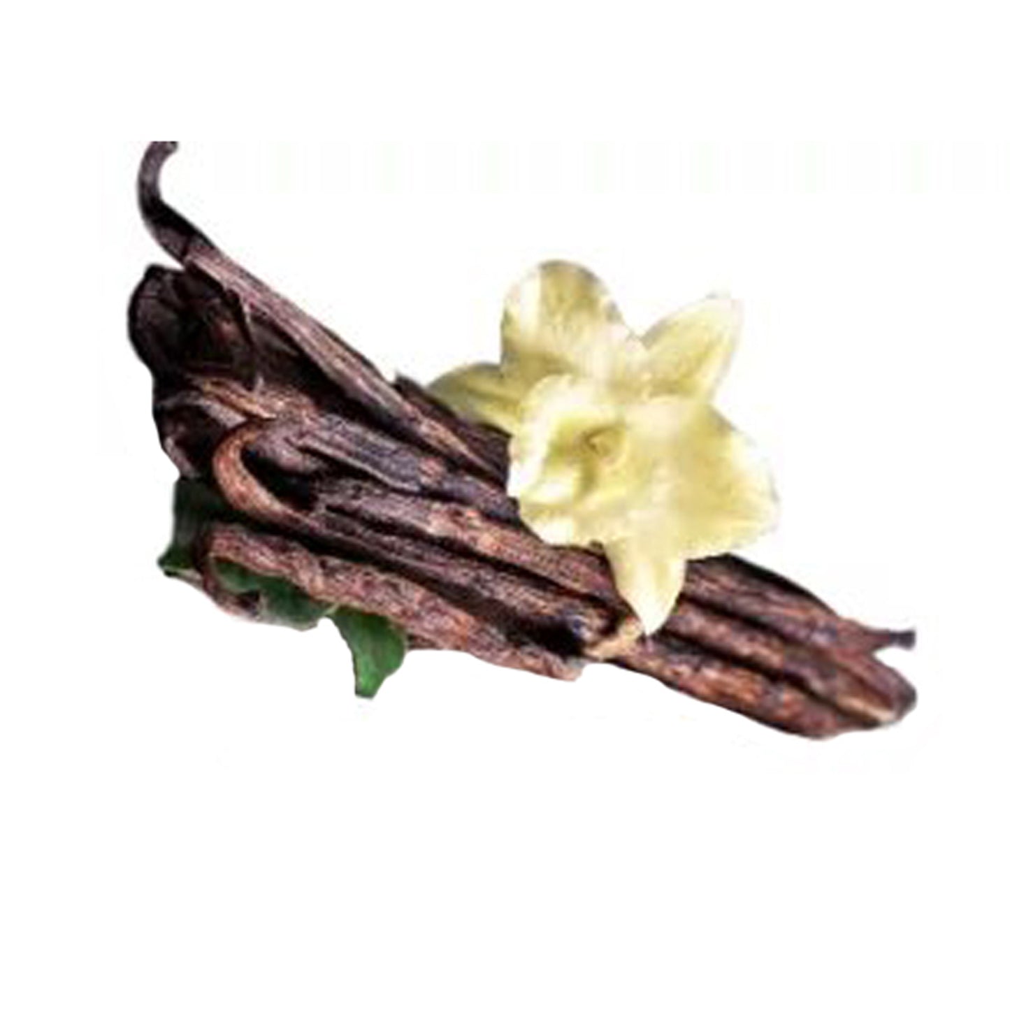 香草（香草）香料植物