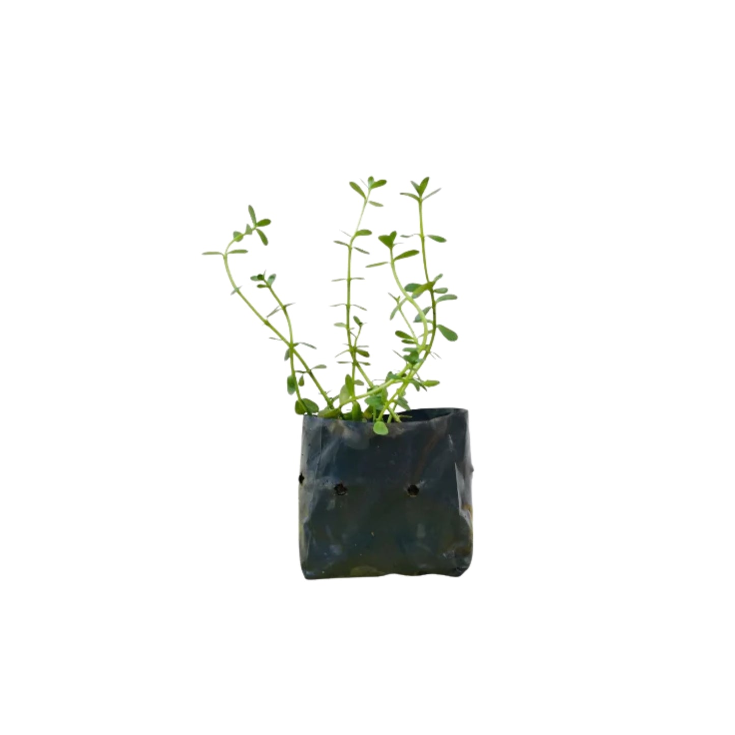 Lakpura® Lunuwila Plant