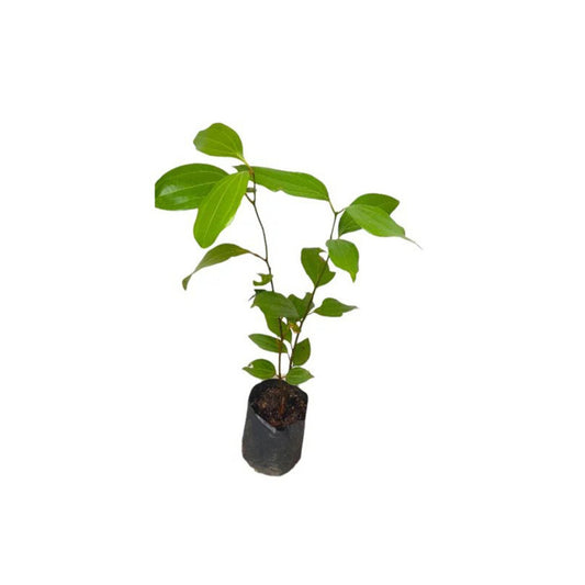Lakpura® Cinnamon Plant