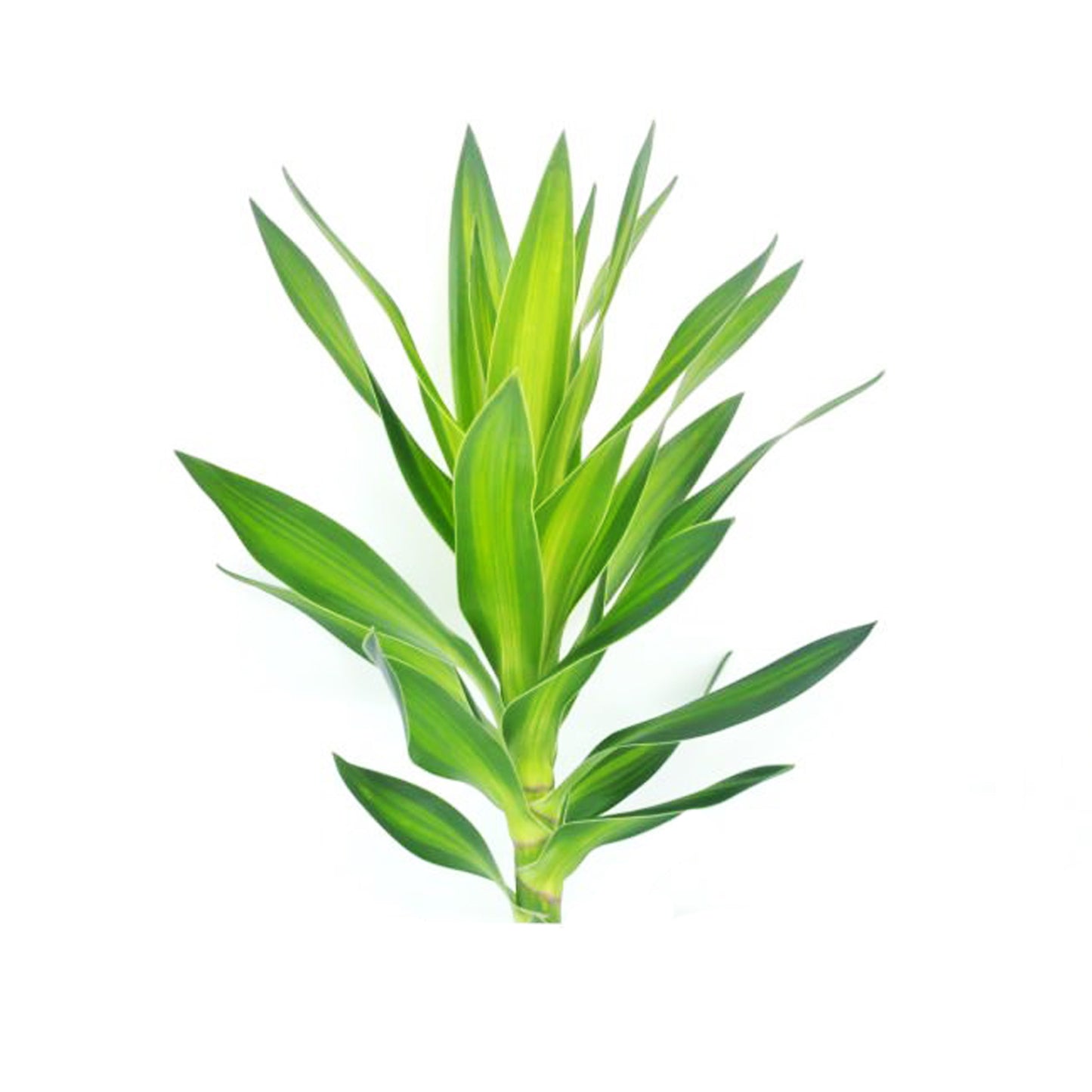 Lakpura Dracaena Reflexa “绿色”（50 片叶子）中号