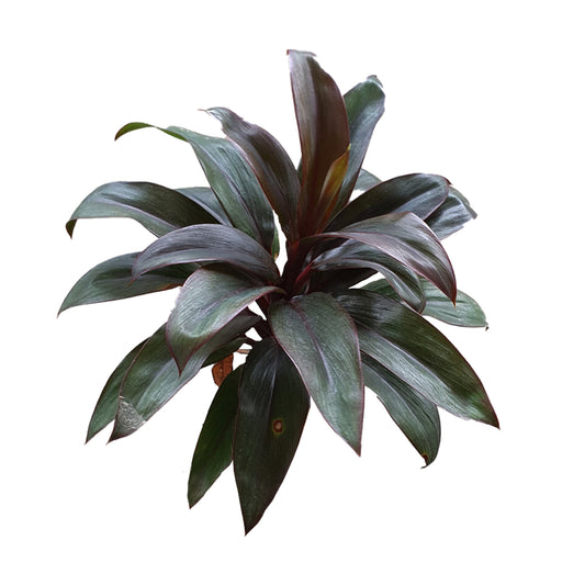 Lakpura® Dracaena Purple Compacta 叶子-中号