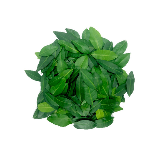 Lakpura Fresh Yaki Naran（Atalantia Ceylanica）100 叶