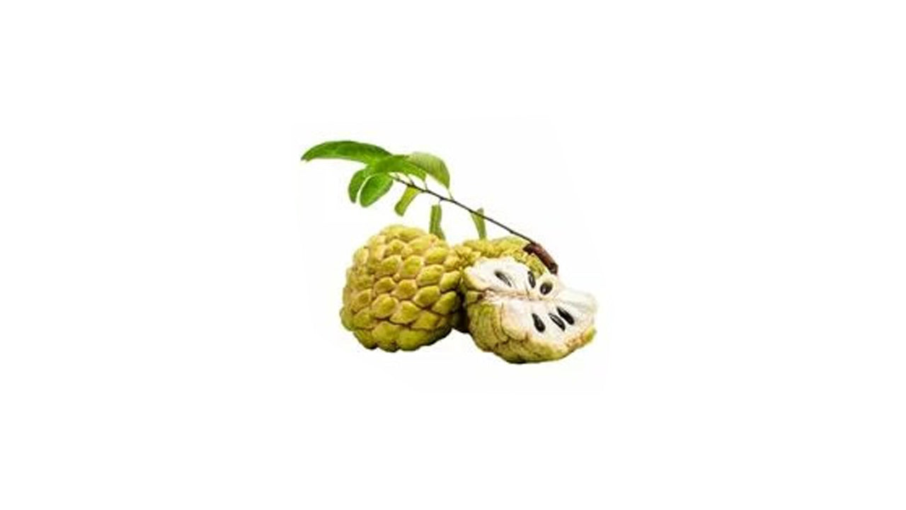 Lakpura Bangkok Custard Apple (Seeni Anodha) Plant