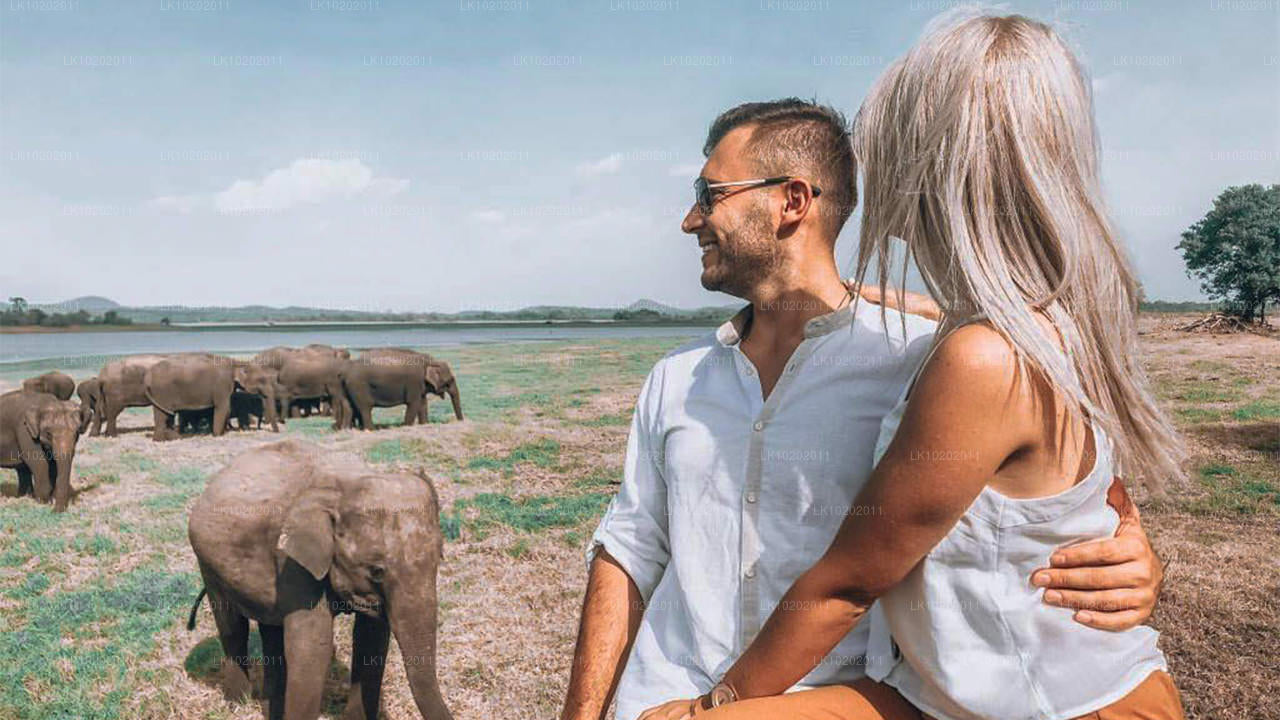 从科伦坡出发的 Sigirya 和 Minneriya（2 天）