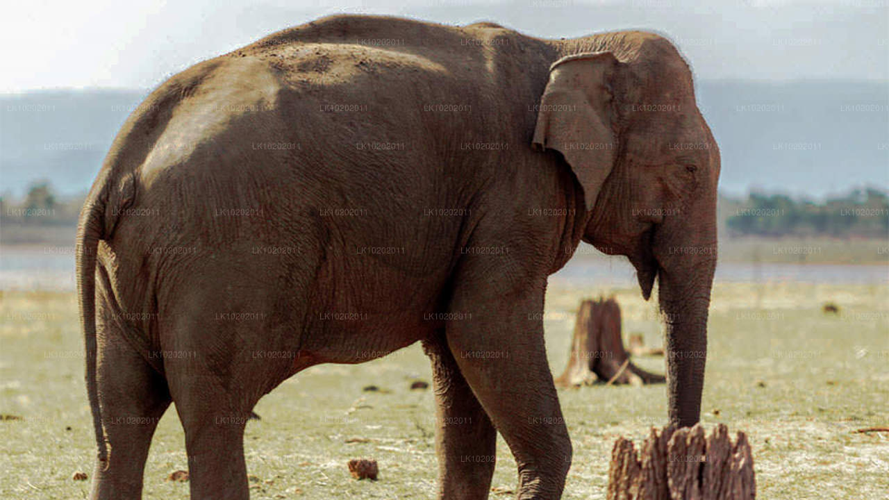 从科伦坡出发的 Sigirya 和 Minneriya（2 天）