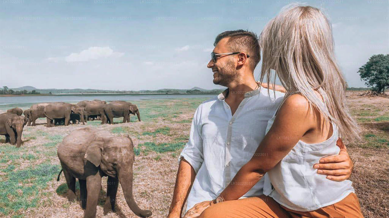 来自尼甘布的 Sigirya 和 Minneriya（2 天）