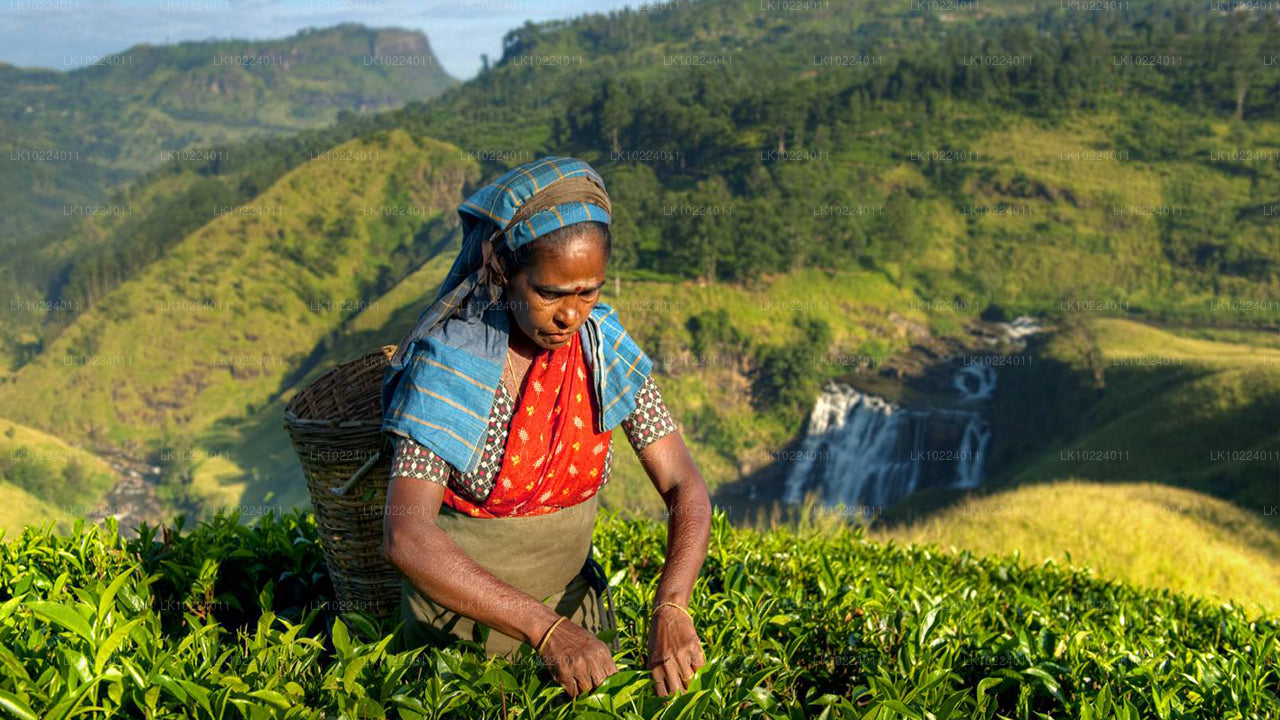 来自尼甘布的努瓦拉埃利亚（2 天）
