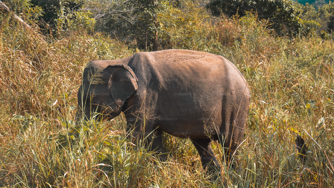来自科伦坡的古锡兰故事（3 天）
