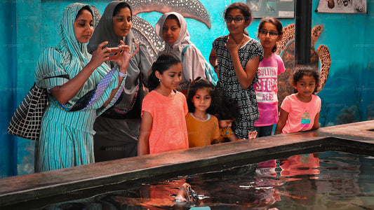 舒适的斯里兰卡（3 天）