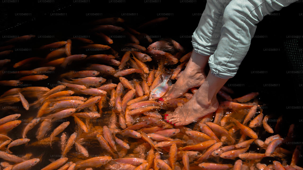 舒适的斯里兰卡（3 天）