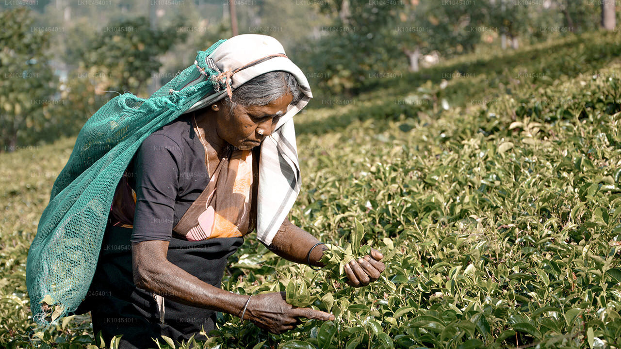 霍顿平原探险（4 天）