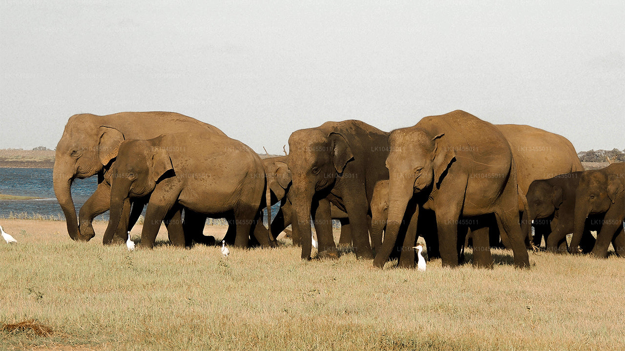斯里兰卡原住民之旅（4 天）