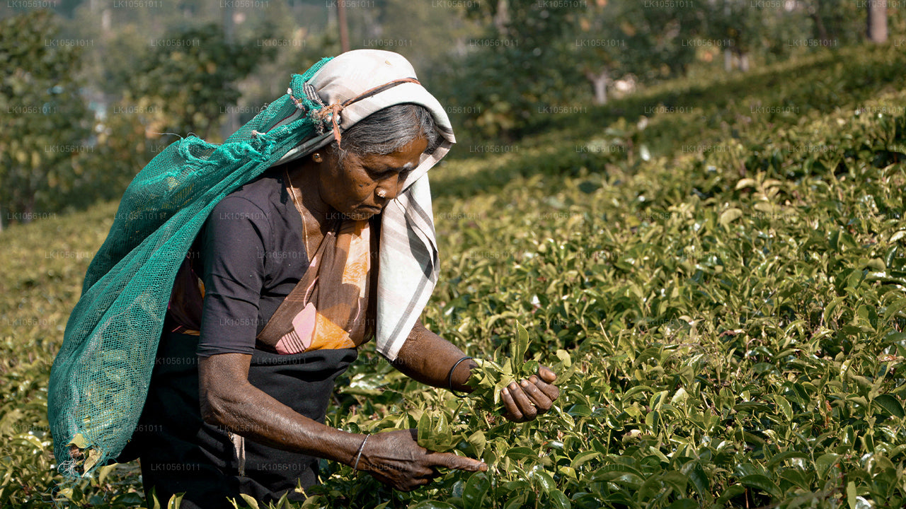 奇迹之岛（5 天）