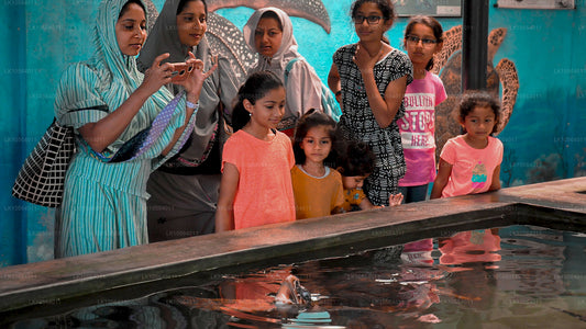 斯里兰卡热点（5 天）