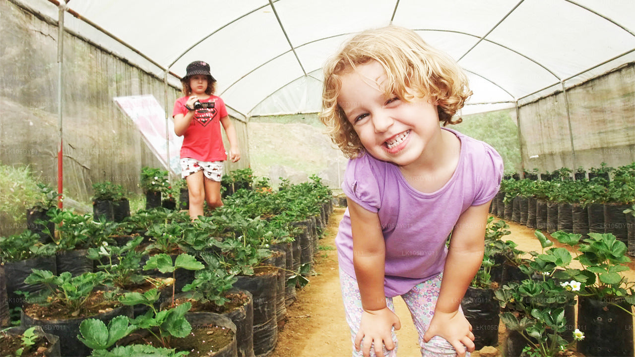 斯里兰卡农业之旅（5 天）