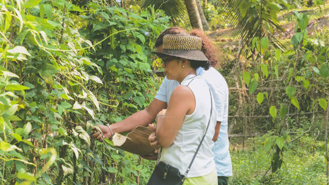 斯里兰卡农业之旅（6 天）