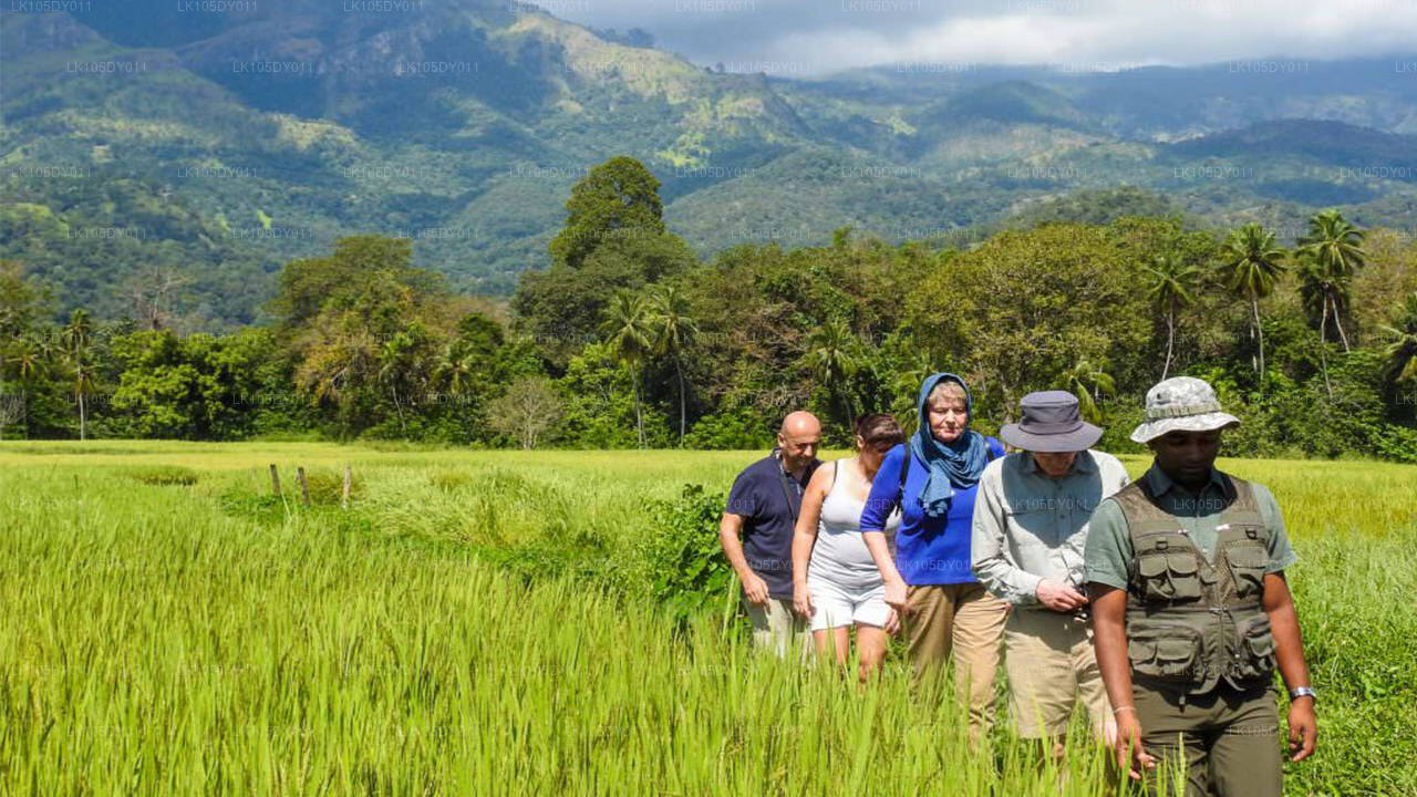 斯里兰卡农业之旅（6 天）