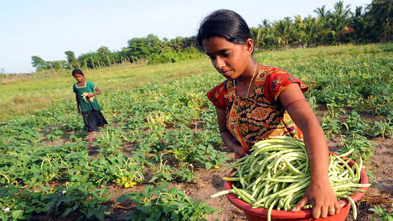 斯里兰卡农业之旅（5 天）