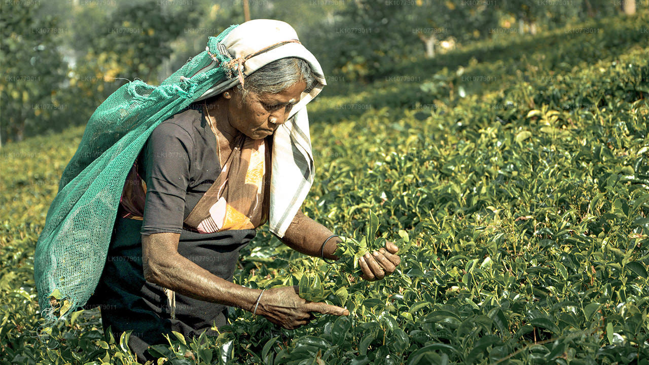 走进山里（7 天）