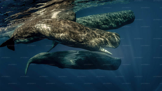 南海岸五巨头赛季（7 天）