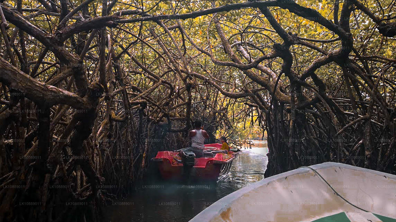 在文化中漫步（8 天）