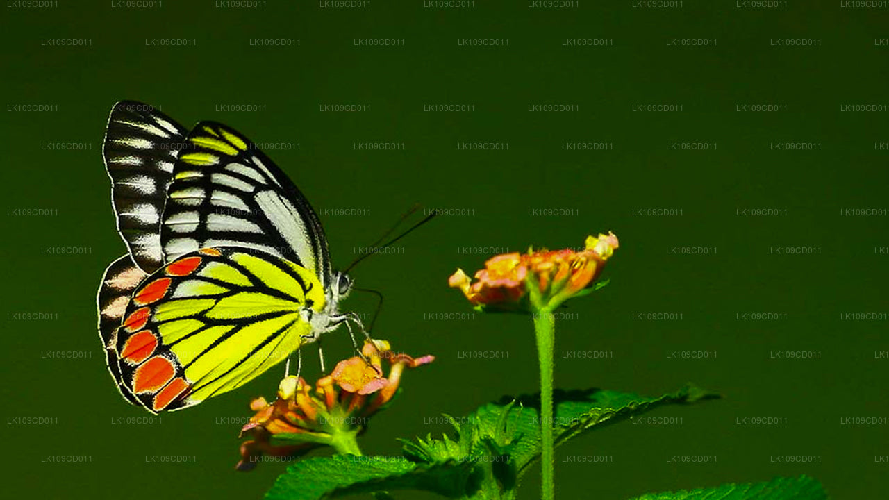 蜻蜓和蝴蝶观赏之旅（9 天）