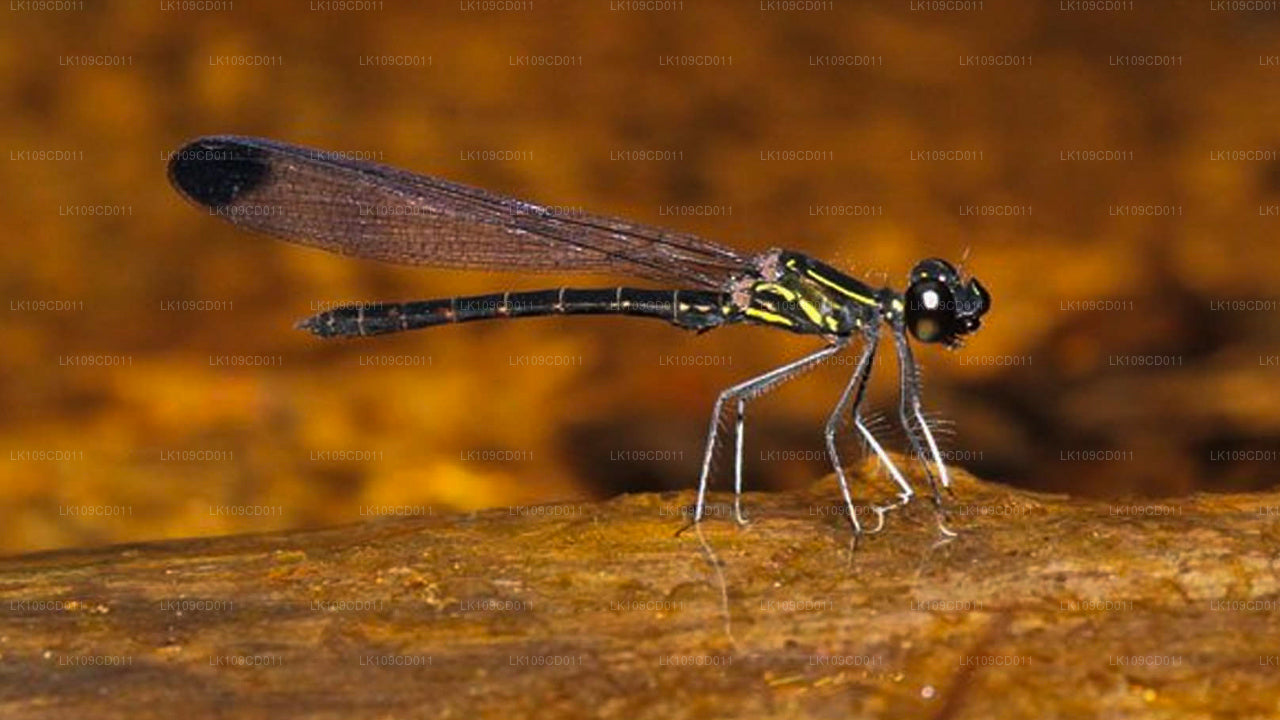 蜻蜓和蝴蝶观赏之旅（9 天）