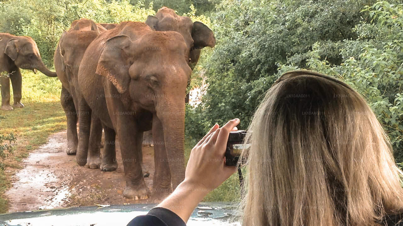 斯里兰卡的野生动物（10 天）