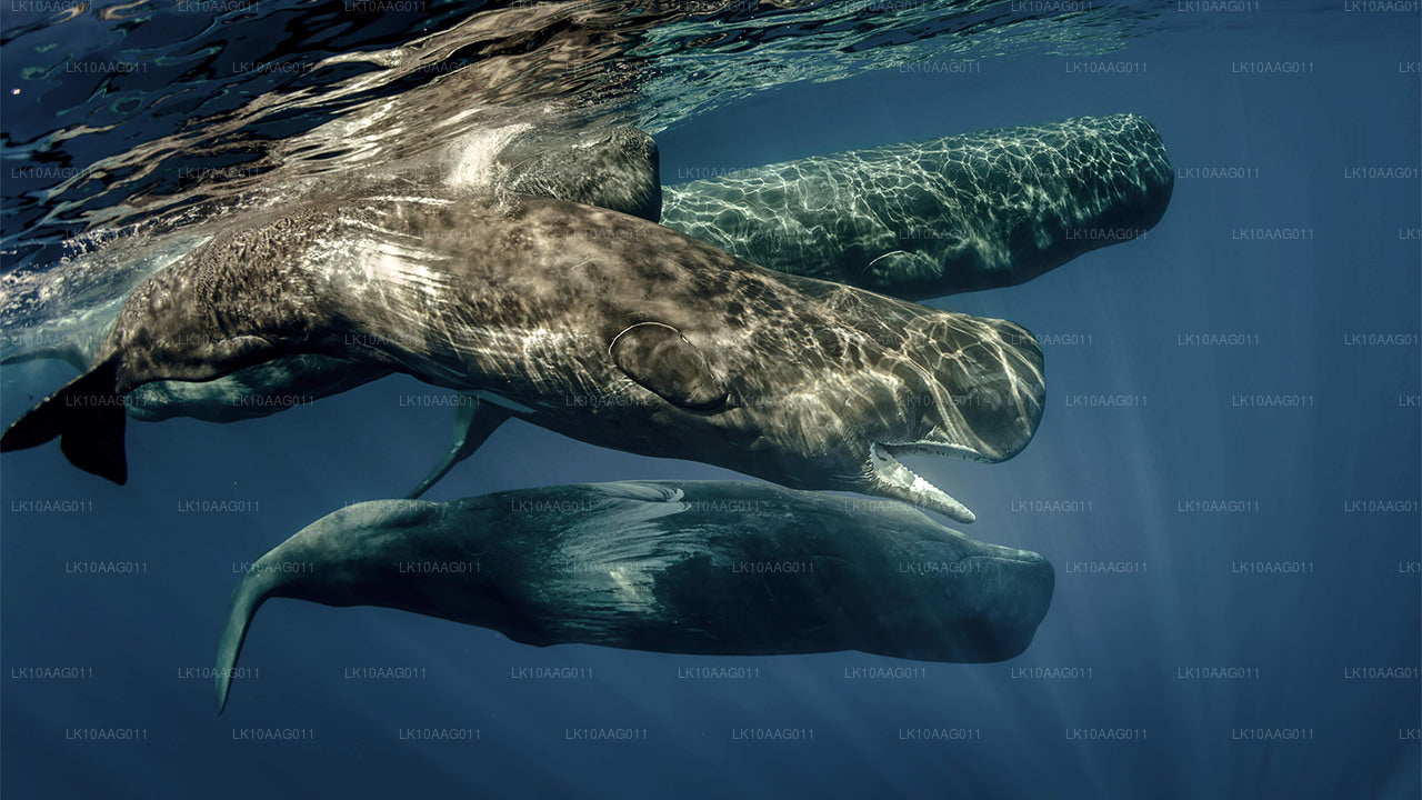斯里兰卡的野生动物（10 天）