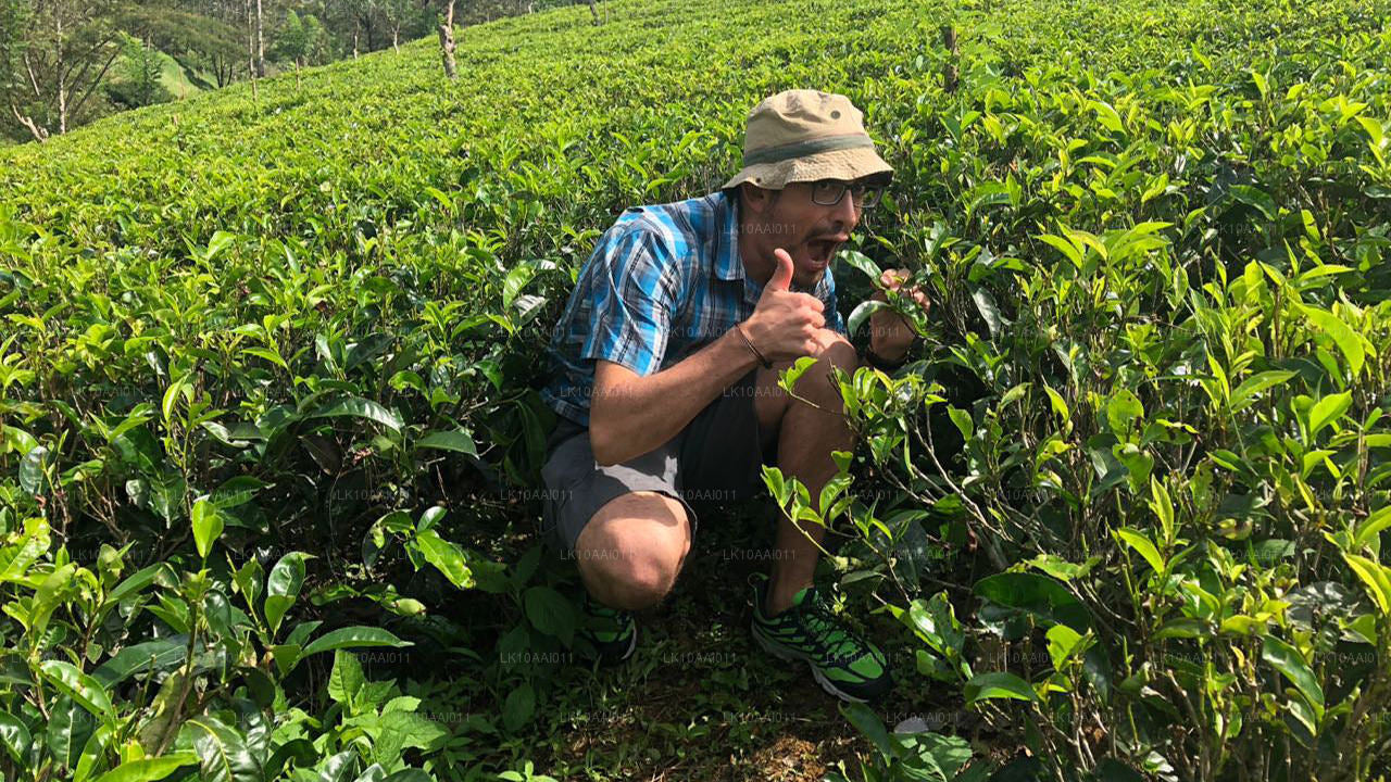 斯里兰卡清真（伊斯兰）之旅（10 天）