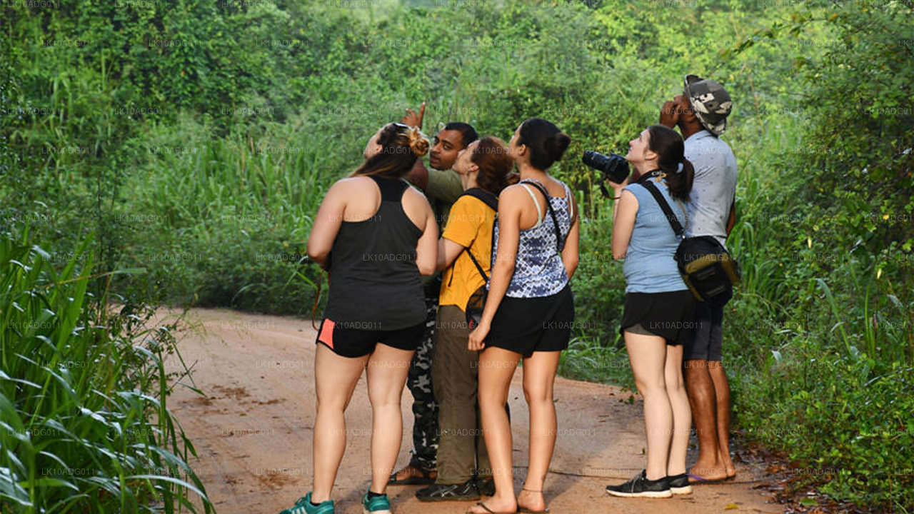 观鸟和野生动物之旅（10 天）